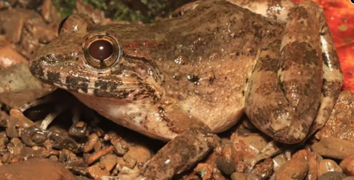 怪异的獠牙蛙:菲律宾发现青蛙新物种Limnonectes beloncioi
