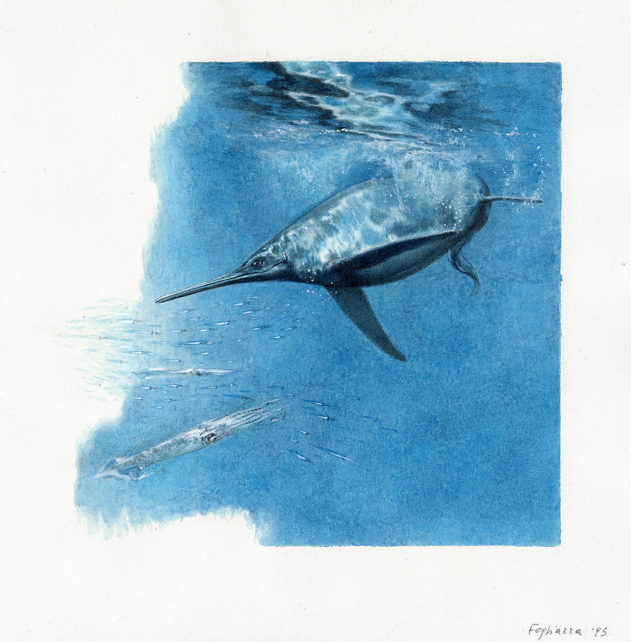 2.4亿年前三叠纪的海洋霸主贝桑龙Besanosaurus leptorhynchus