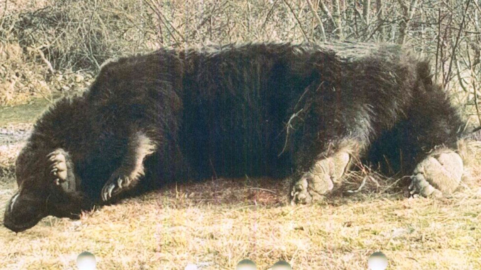 列支敦士登伊曼纽尔王子在罗马尼亚狩猎时杀死欧洲最大棕熊