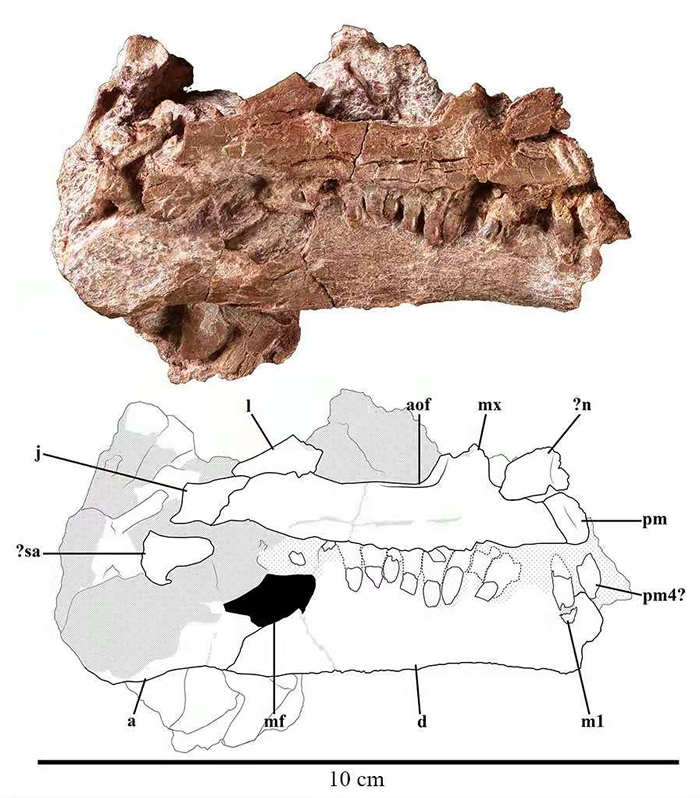 《地质学报》:云南禄丰早侏罗世地层发现的一恐龙幼体化石