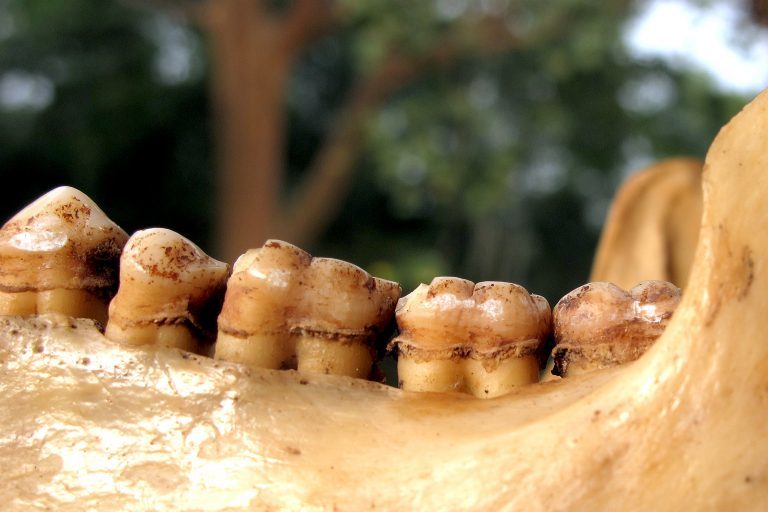 10万年前尼安德特人的牙菌斑化石揭示进化线索