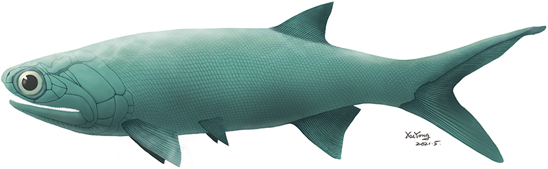 张氏翼鳕复原图(许勇 绘)
