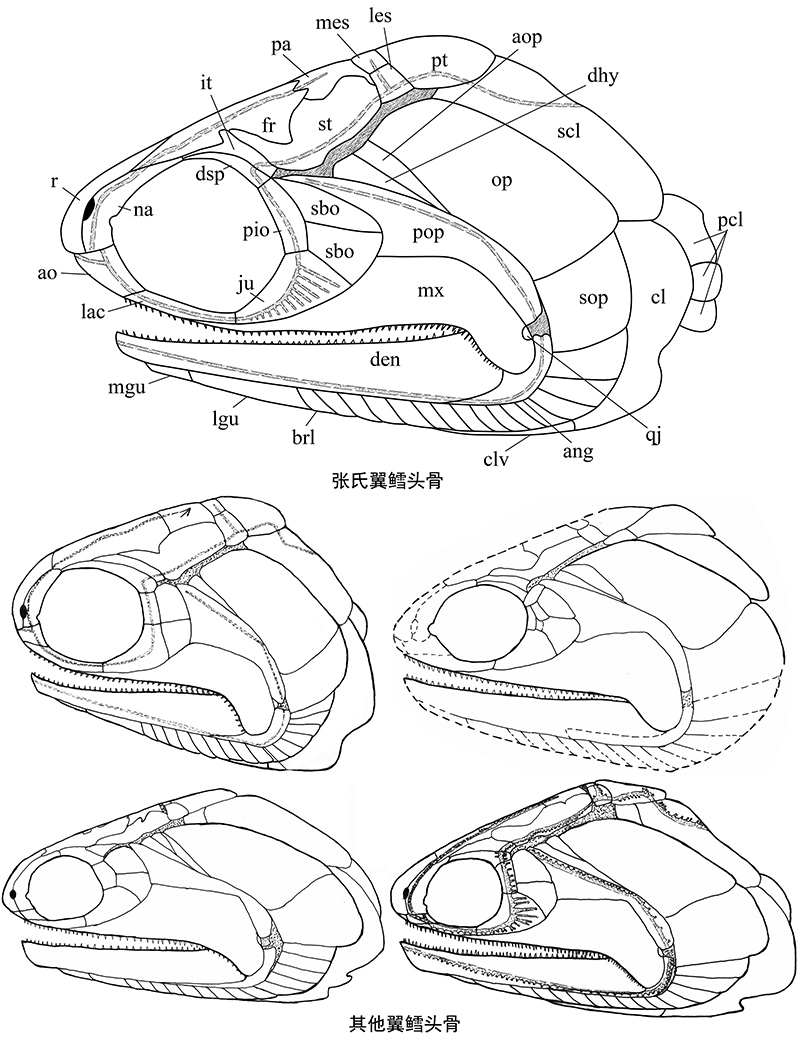 张氏翼鳕与其他翼鳕头骨比较