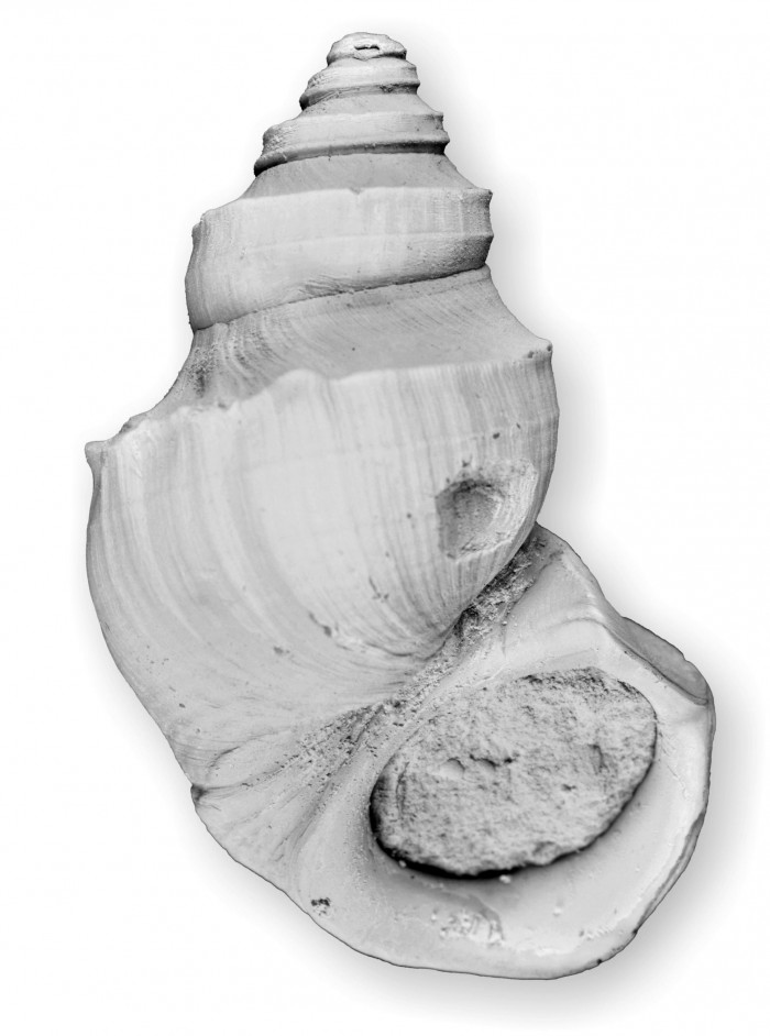 Pyrgulifera matheronii,一种在白垩纪恐龙时代常见的淡水蜗牛,与恐龙一起灭绝