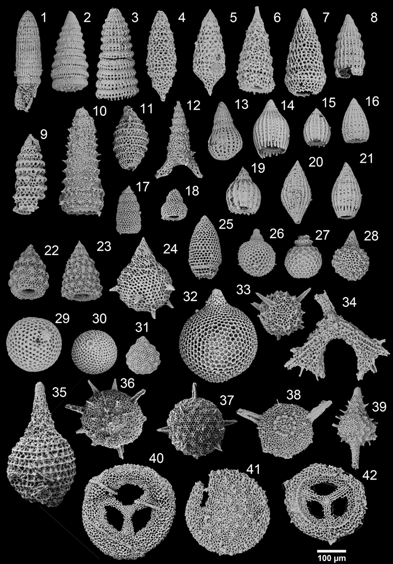 姜叶玛剖面早白垩世放射虫化石