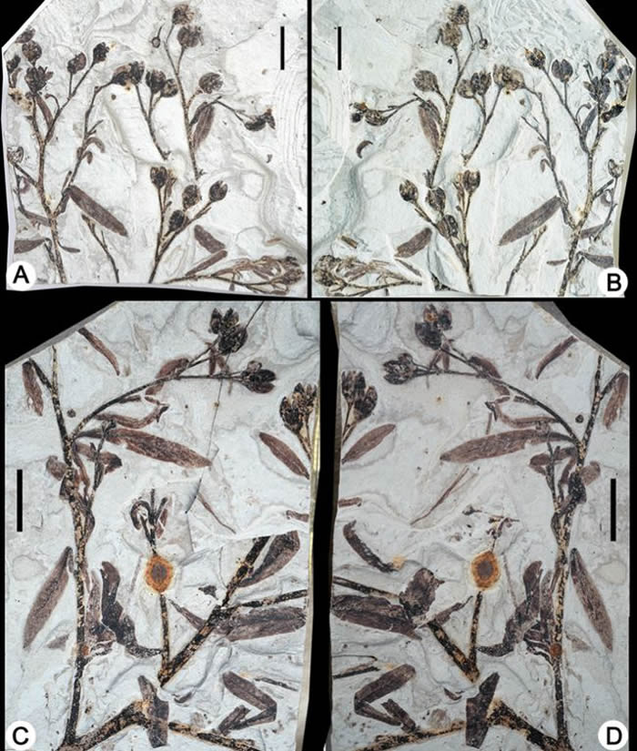 柳叶甘肃果化石