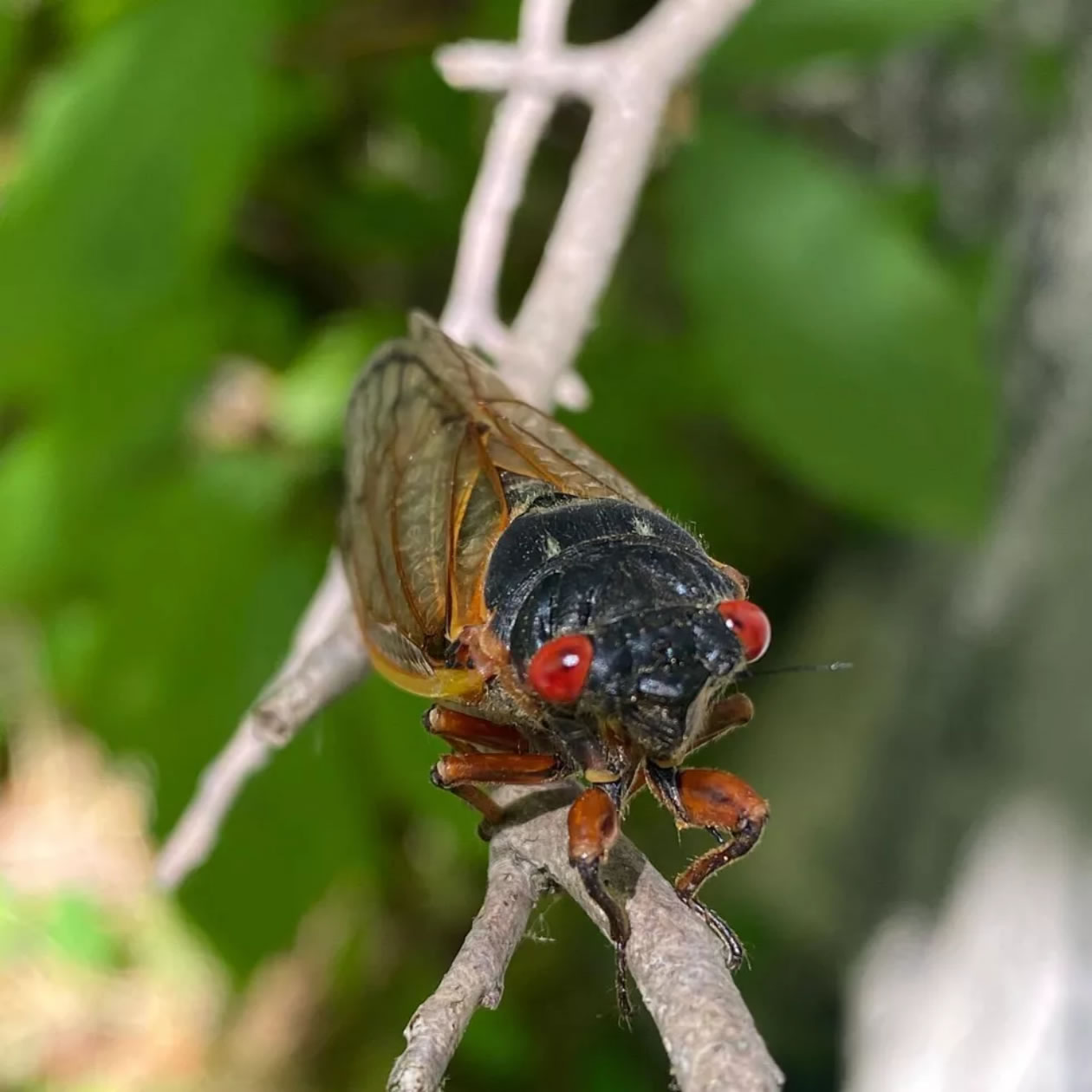 在地下蛰伏了17年的Brood X周期蝉正在美国东部出现