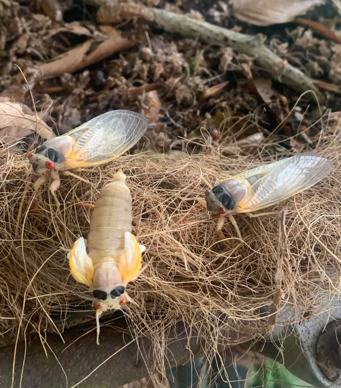 在地下蛰伏了17年的Brood X周期蝉正在美国东部出现