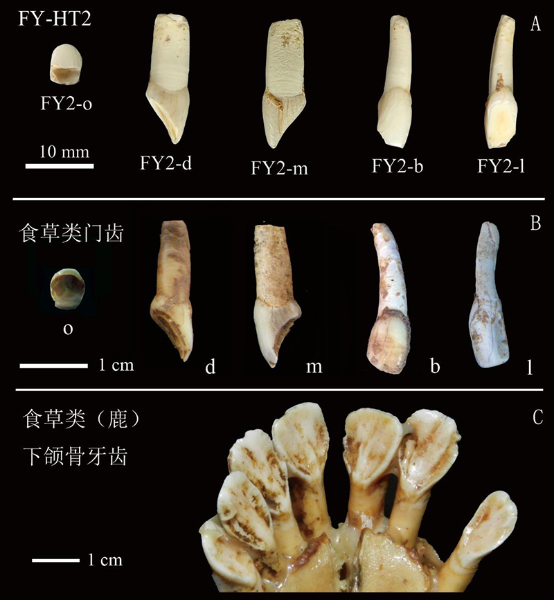 孙雪峰等在福岩洞发现的牙齿与鹿牙对比.(A) 引自Sun et al. 2021;(B)道县2012年出土的鹿类门齿;(C)附着在现生鹿下颌骨上的门齿及犬齿