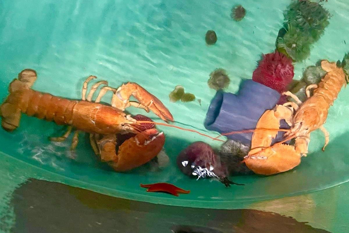 Ӣ˹ˮоֻʽʮڷ֮һĶֻٺɫϺ