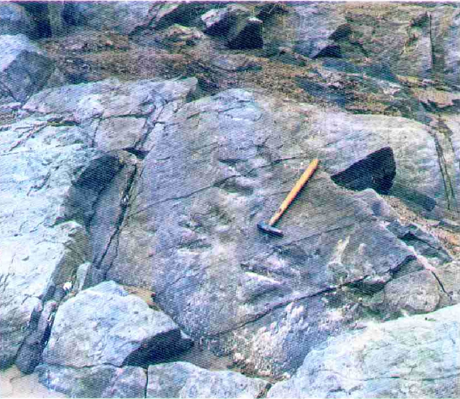 恐龙足印化石采集现场