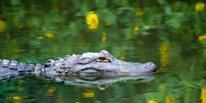 美国佛罗里达州男子在河中潜水寻找鲨鱼牙齿化石 突然遭到巨大鳄鱼攻击