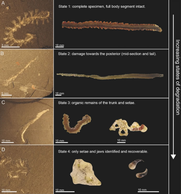 加拿大伯吉斯页岩遗址化石新研究:寒武纪生物多样性爆发有新解