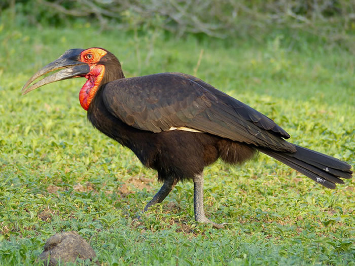 日本千叶县民众目击怪异鸟类 原来是来自南非的濒危“红脸地犀鸟”