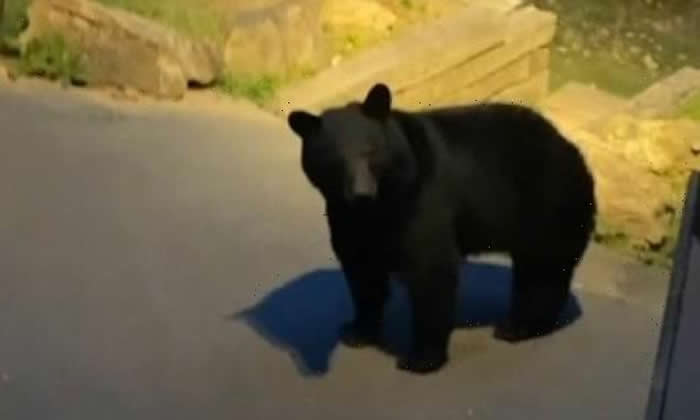 �������ӵ��������ݶȼ� �峿���к��ܵ��Űݷ�