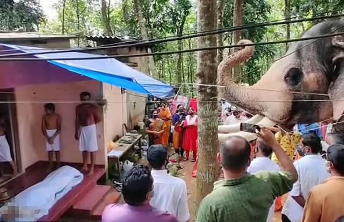 印度象夫因癌症去世 大象Brahmadathan徒步24公里来到相识25年好友家中参加丧礼