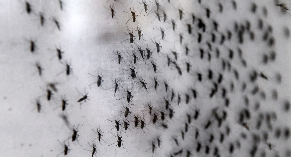 俄罗斯科学家查明黄热病成熟病毒的结构