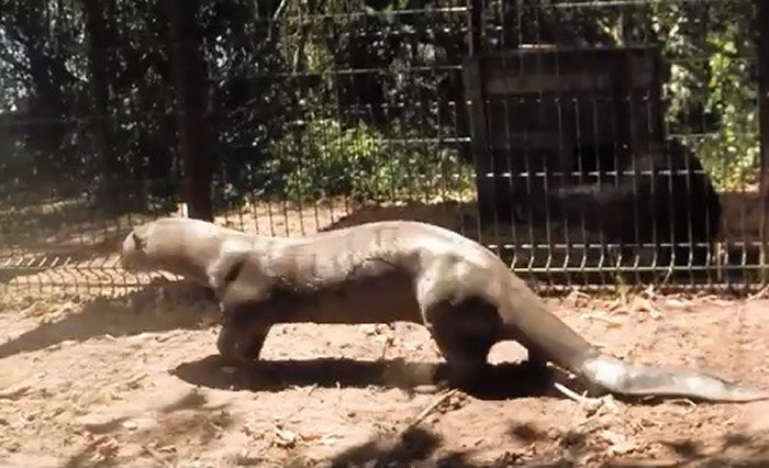 公巨獭可长到1.8公尺。(图/翻摄自Fundación Rewilding Argentina)