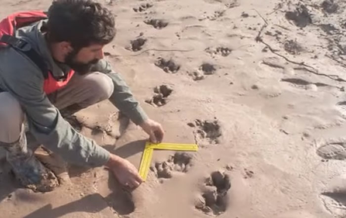 研究人员找到巨獭脚印。(图/翻摄自Fundación Rewilding Argentina)