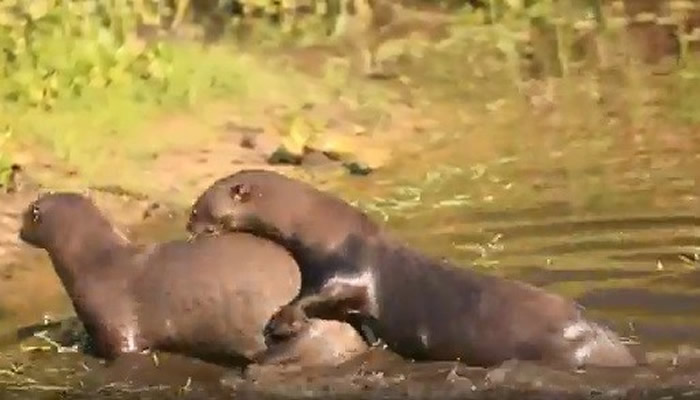 野放在国家公园内的巨獭夫妻。(图/翻摄自Fundación Rewilding Argentina)