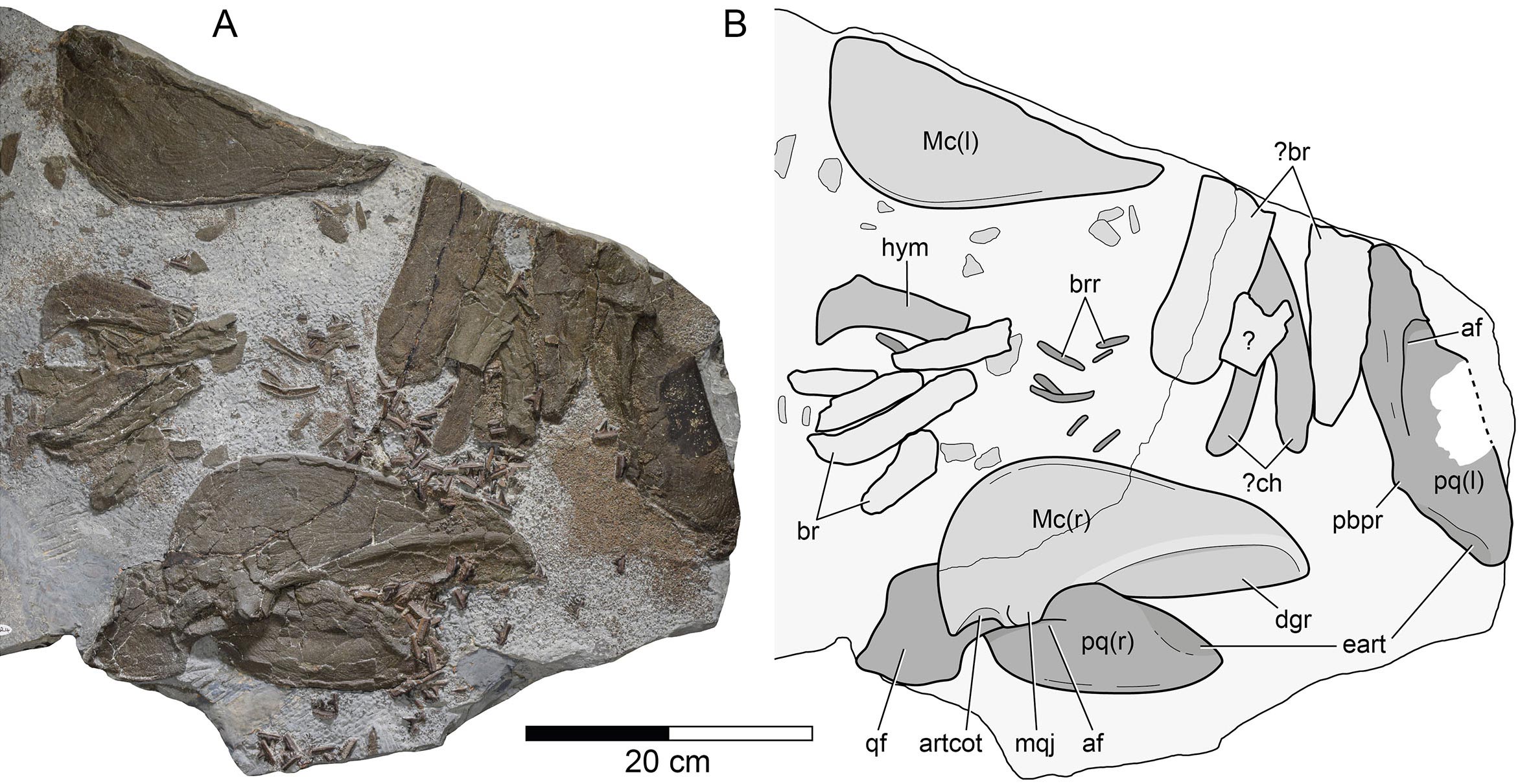 英格兰发现1.5亿年前侏罗纪时期鲨鱼新品种Durnonovariaodus Maiseyi