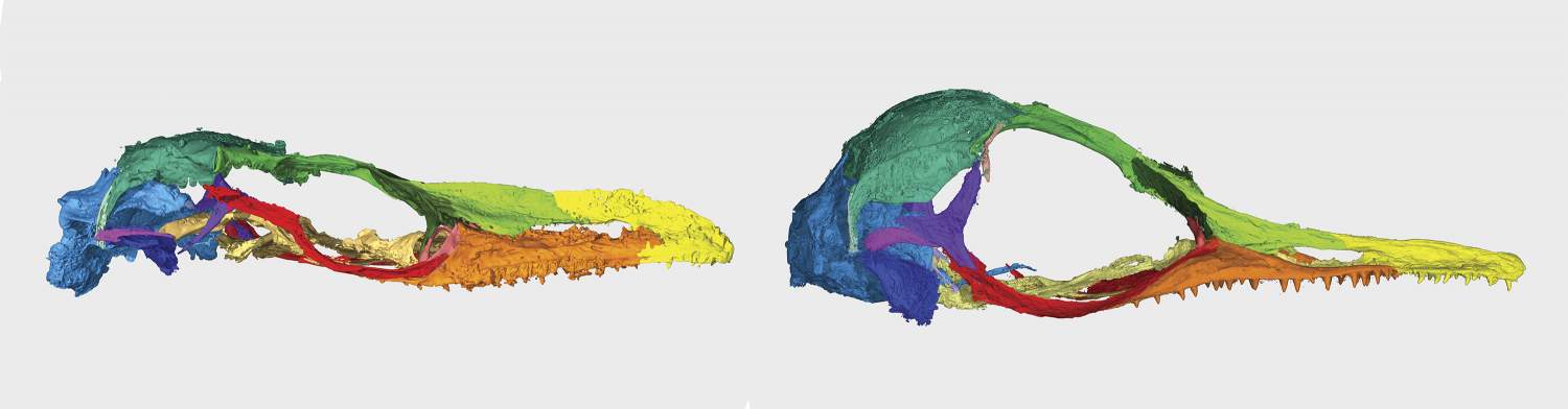 缅甸琥珀中发现的曾被认为是小型恐龙的化石现被证实是蜥蜴新物种Oculudentavis naga