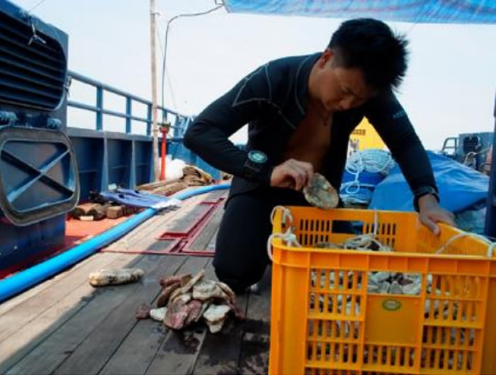 新加坡海域发现两艘数百年历史的古代沉船 元代青花瓷大量出土