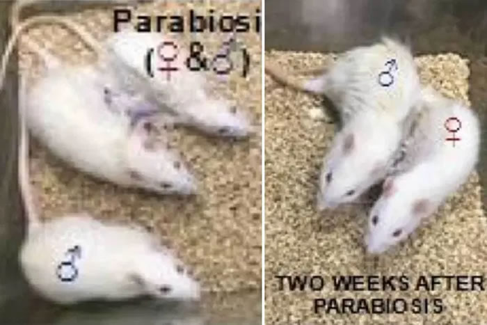 中国人民解放军海军军医大学科学家成功让雄性老鼠怀孕并顺利诞下10只幼崽