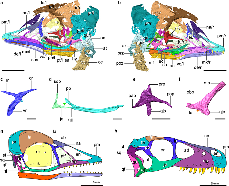 ͷ沿CTԭʾԭʼ˫׽ṹͼ
