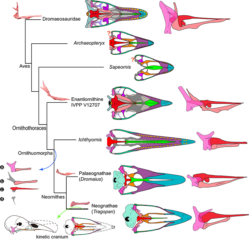 ͷݻͼaCdͷǿɶصĹؼṹ仯ͼ