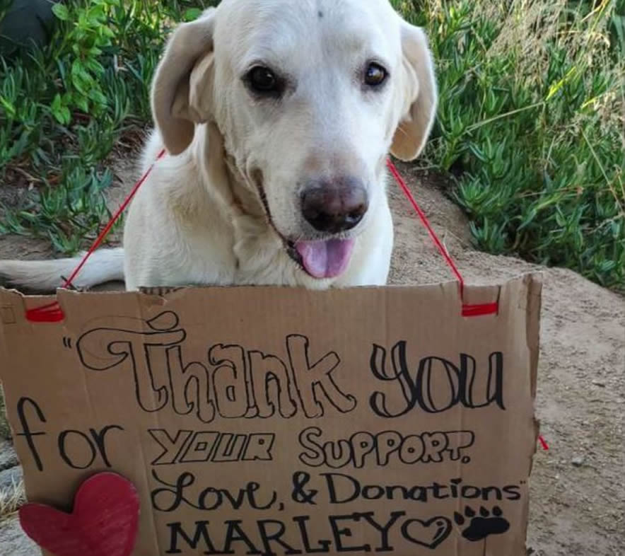 美国圣地牙哥少年在家门外遭响尾蛇袭击 拉布拉多犬挡在前面救主