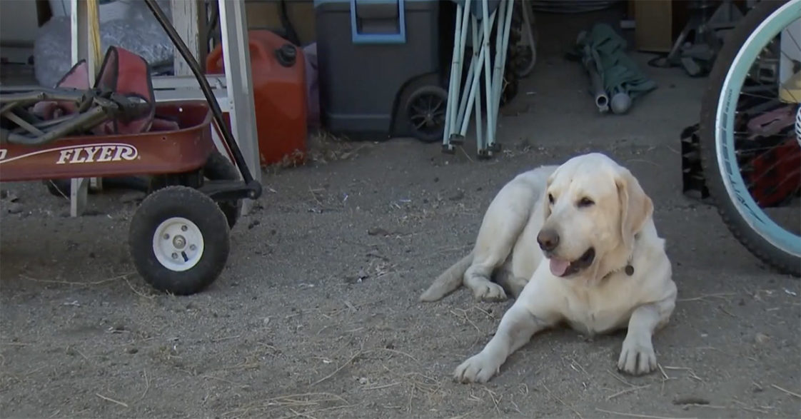 美国圣地牙哥少年在家门外遭响尾蛇袭击 拉布拉多犬挡在前面救主