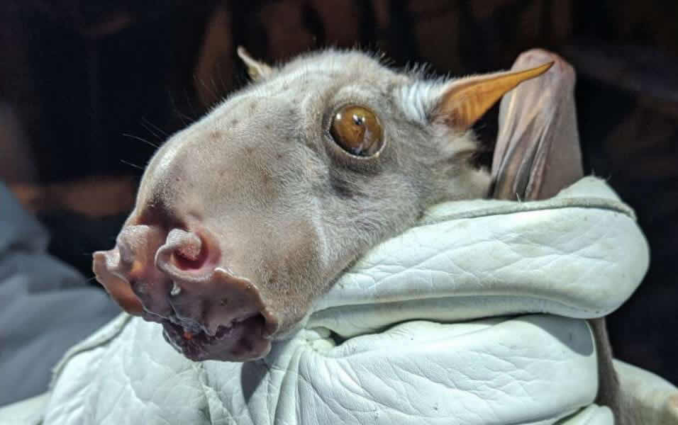 国际野生生物保护学会(WCS)分享锤头果蝠照片:看起来像老鼠 身材跟狗一样大