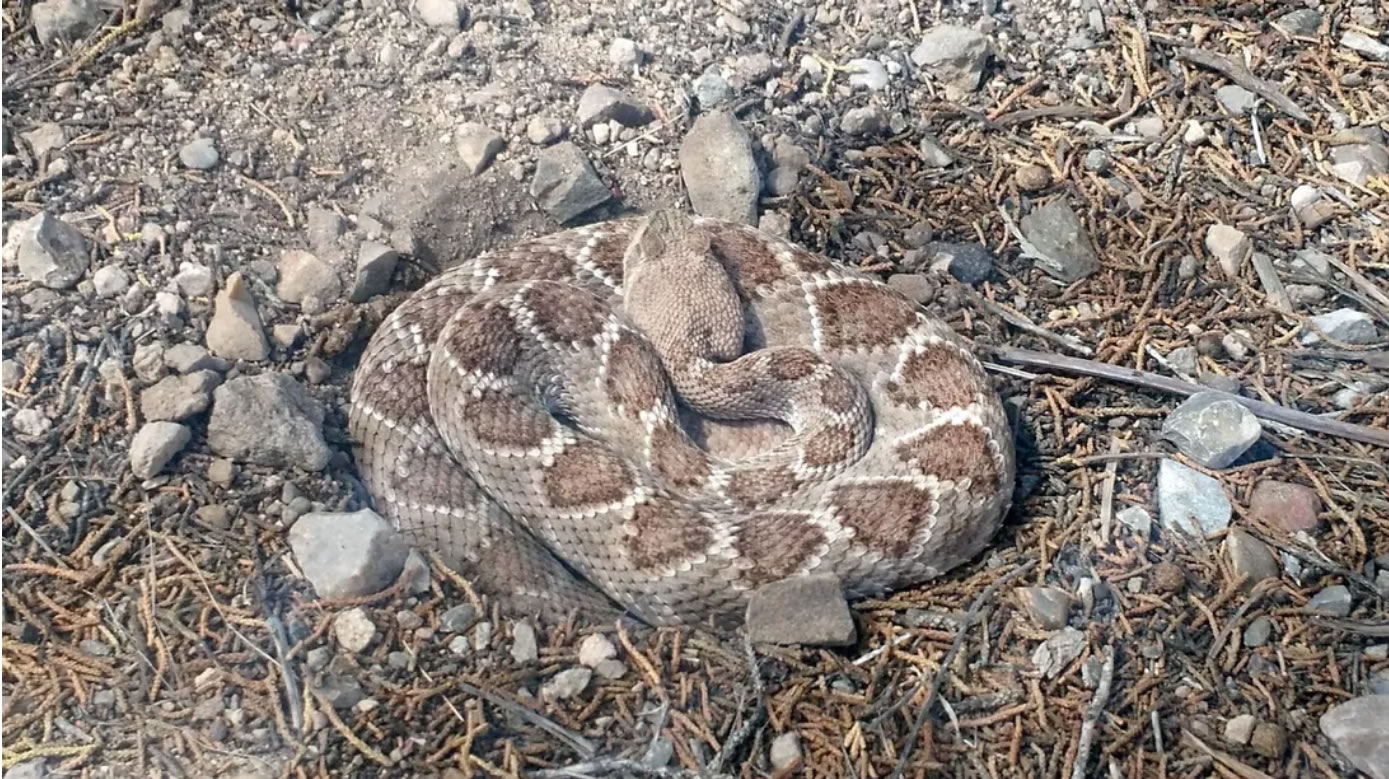 响尾蛇或成为气候变化危机的唯一赢家