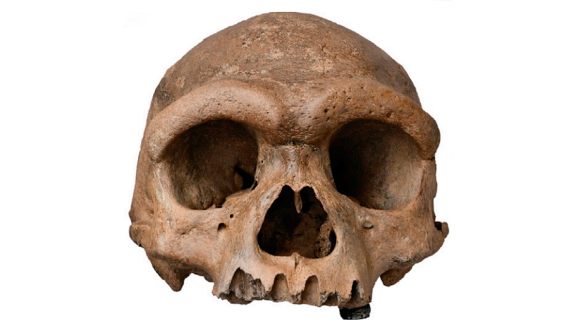 中国哈尔滨发现的“龙人”被认为是古人类新物种 但仍有疑问