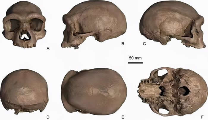 龙人化石的多角度图(图片由季强教授提供)