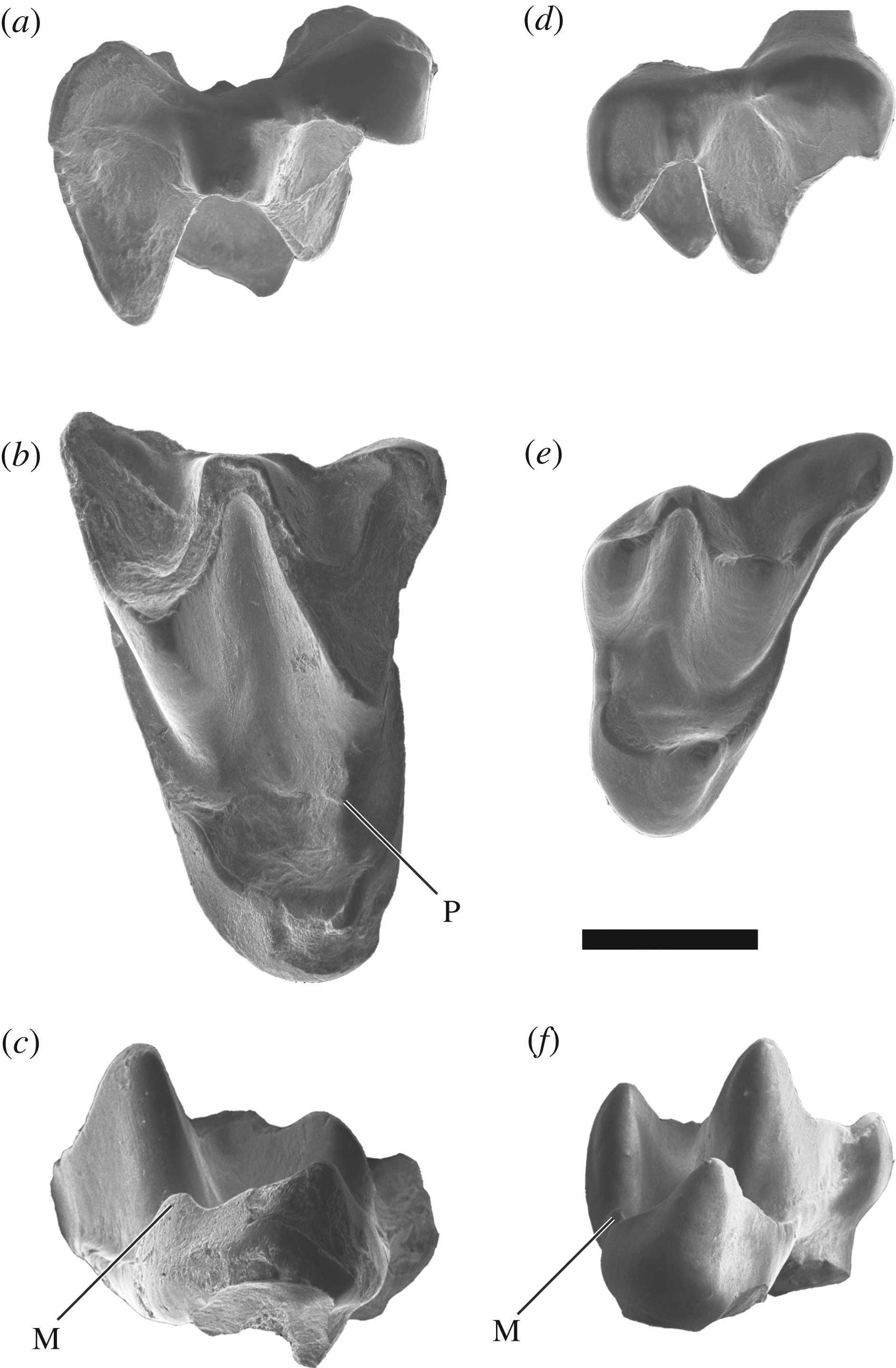 中国新疆的准噶尔盆地发现亚洲最古老的蝙蝠化石