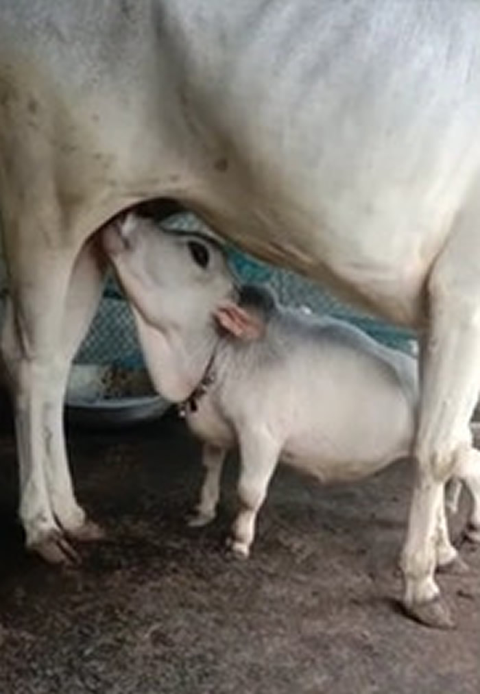 �ϼ���������ţֻ��51���ָ� ���������Rani�����Ƽ���˹�����¼