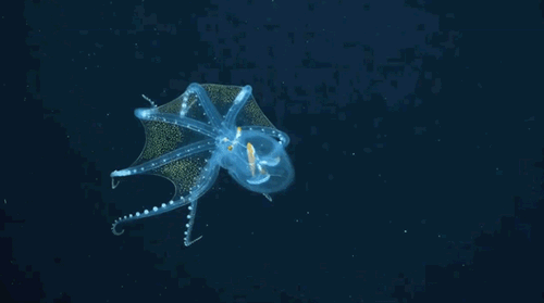 施密特海洋研究所科学家在菲尼克斯群岛深海发现罕见的头足类动物:玻璃章鱼