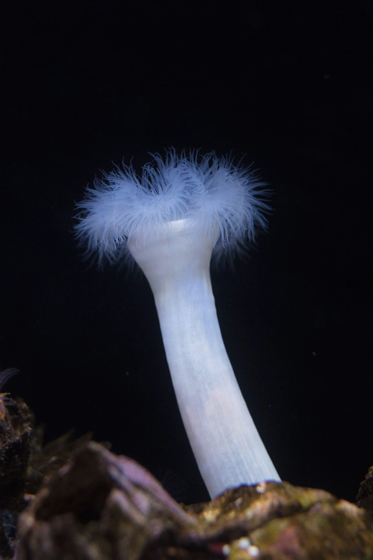 当研究员克里斯托弗.威尔斯发现这些巨羽海葵会吃蚂蚁时,他惊讶地说:「这完全出乎我的意料。」PHOTOGRAPH BY GINA KELLY / ALAMY ST