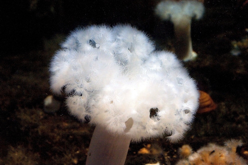 巨羽海葵属于大型海葵。 PHOTOGRAPH BY AGEFOTOSTOCK / ALAMY STOCK PHOTO