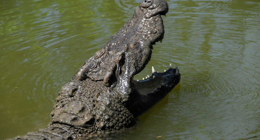 美国佛罗里达州一名男子偷走鳄鱼暴打 还试图把它扔到屋顶上