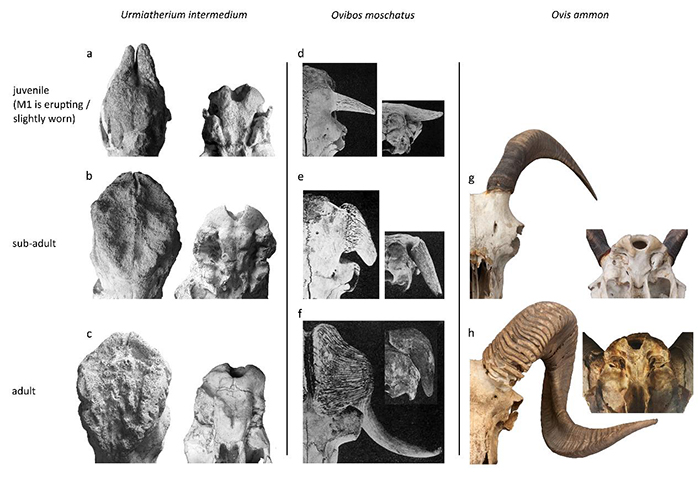 乌米兽、麝牛及盘羊的角心和基枕部发育比较图(史勤勤供图)