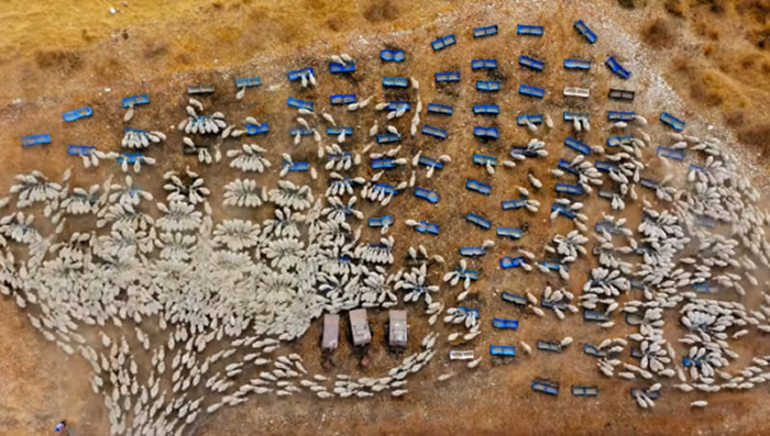 ��ɫ����Ӱʦ�����˻�����Լ�����º�ƽ��ũ���е���ǧͷ���򿪲�׳�۳���