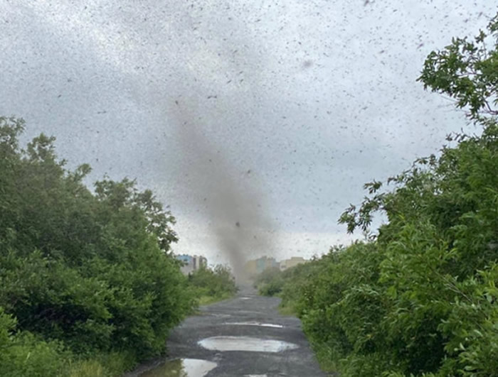 俄罗斯堪察加半岛东海岸惊现蚊子龙卷风 昆虫学家:为了交配