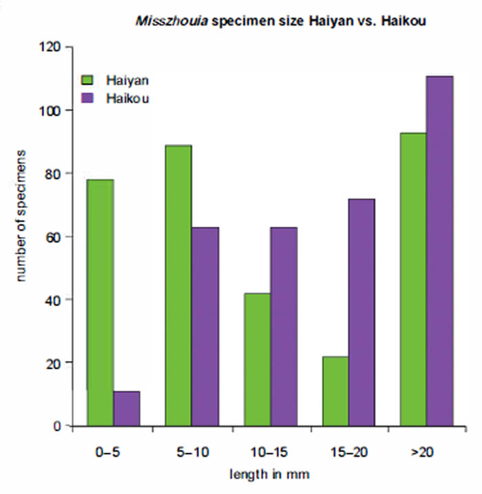A.产自海晏新剖面的幼体标本;B.产自海晏和海口剖面的周小姐虫化石数量与体长的对比。