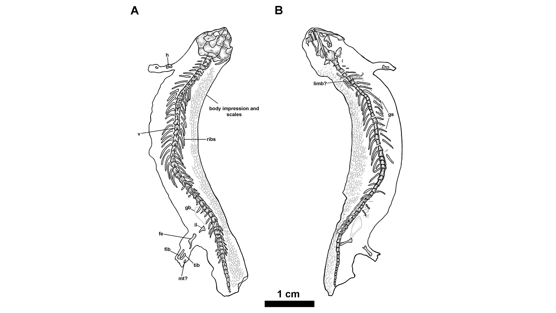 美国伊利诺伊州发现“微型恐龙”:3.08亿年前新物种蜥蜴类化石Joermungandr bolti