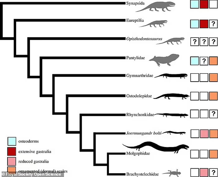 美国伊利诺伊州发现“微型恐龙”:3.08亿年前新物种蜥蜴类化石Joermungandr bolti