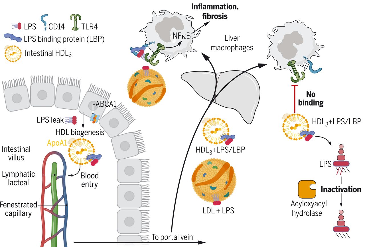 美国科学家新研究表明“好胆固醇”——肠道高密度脂蛋白可预防肝脏炎症