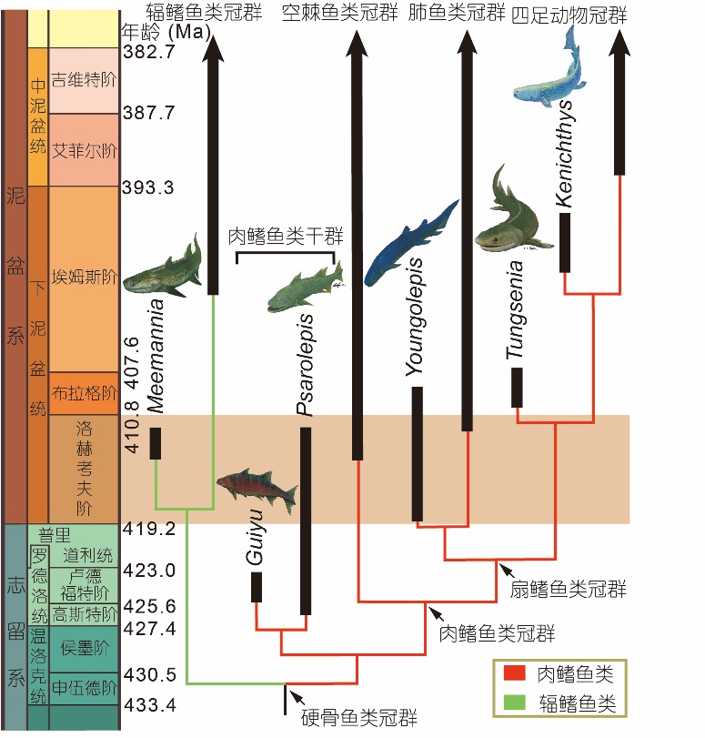 肉鳍鱼类支系(包括现生空棘鱼类、肺鱼类及四足动物)的系统发育及地史分布
